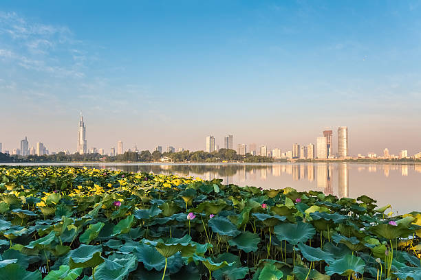 istock lotus pond and modern city 521848231
