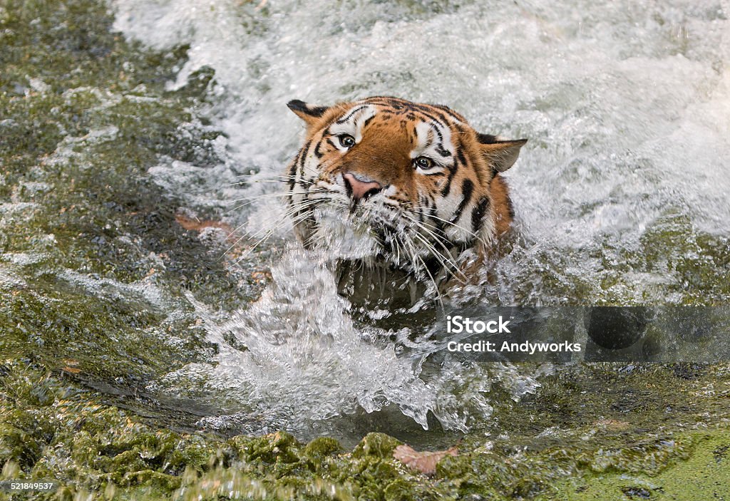 Spritzendes Wasser Tiger - Lizenzfrei Nass Stock-Foto