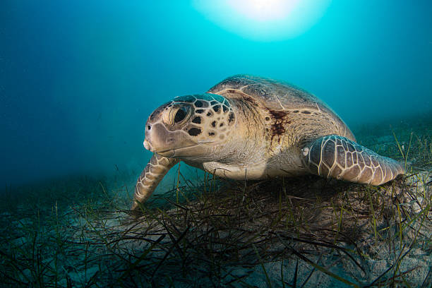 Sea Turtle In The Mediterranean Sea Stock Photo - Download Image Now - Loggerhead Turtle, Mediterranean Sea, Animal - iStock Sea Turtle In The Mediterranean Sea Stock Photo - Download Image Now - Loggerhead Turtle, Mediterranean Sea, Animal - iStock