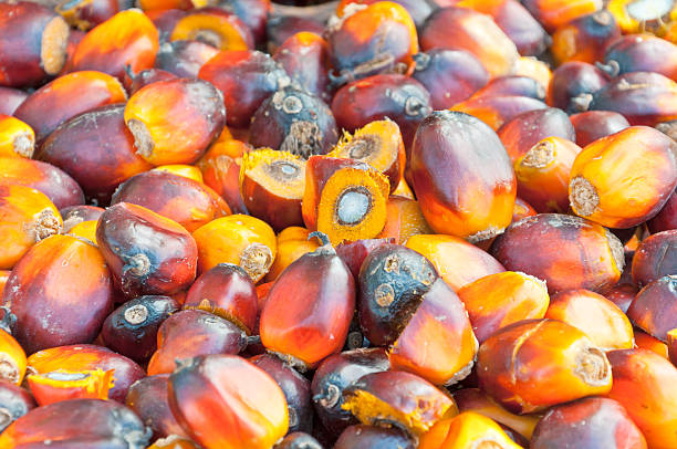 istock Palm Oil fruits 521851325