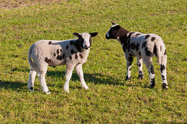 istock Two black spotted little lambs on grass 521851525