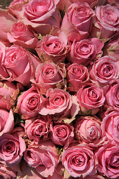 istock Pink roses in bridal bouquet 521852077