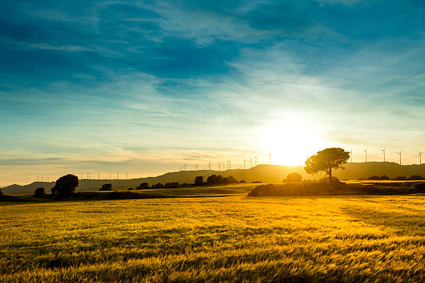 Sunset landscape on a meadow of wheat stock photo