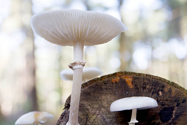 Oudemansiella mucida (Schrad. ex Fr.) Kühn. syn. Armillaria mucida (Schrad. ex Fr.) Kummer Buchen-Schleimrühling, Collybie mucide Porcelain fungus. Cap 2–8cm across, convex then flattening, pale greyish when young becoming more white often with an ochraceous flush at the centre, semi-translucent, slimy. Stem 30–100×3–10mm, white striate above the membranous ring, slightly scaly below. Flesh thin, white. 