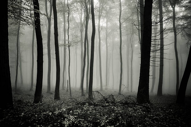Autumnal forest, fog. Toned image