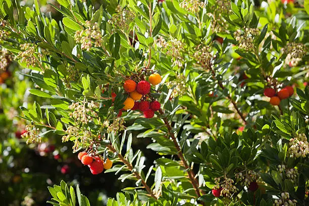 Arbutus Marina (Strawberry) evergreen tree with edible fruits mostly used in decorative gardening.