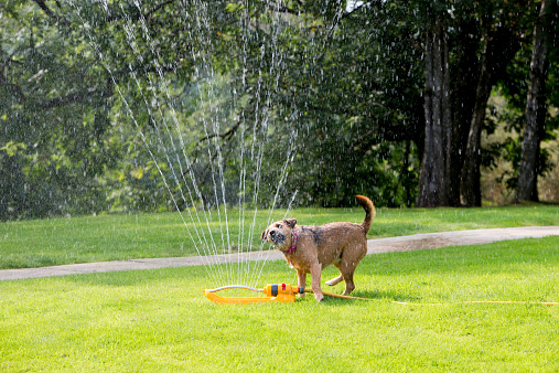 Dog playing in a sprinkler