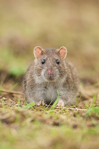 istock Portrait of a Brown Common Rat (rattus norvegicus) 521854283