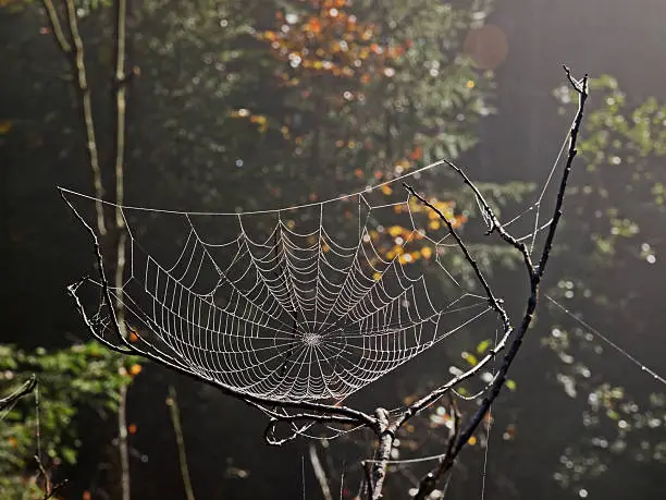 Outdoor close up photography from a spider web wet with dew.