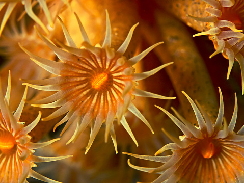 Underwater close up photography rom yellow encrusting anemones in the mediterranean sea.