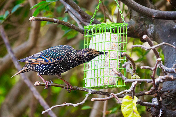 Starling eating from a bird feeder stock photo
