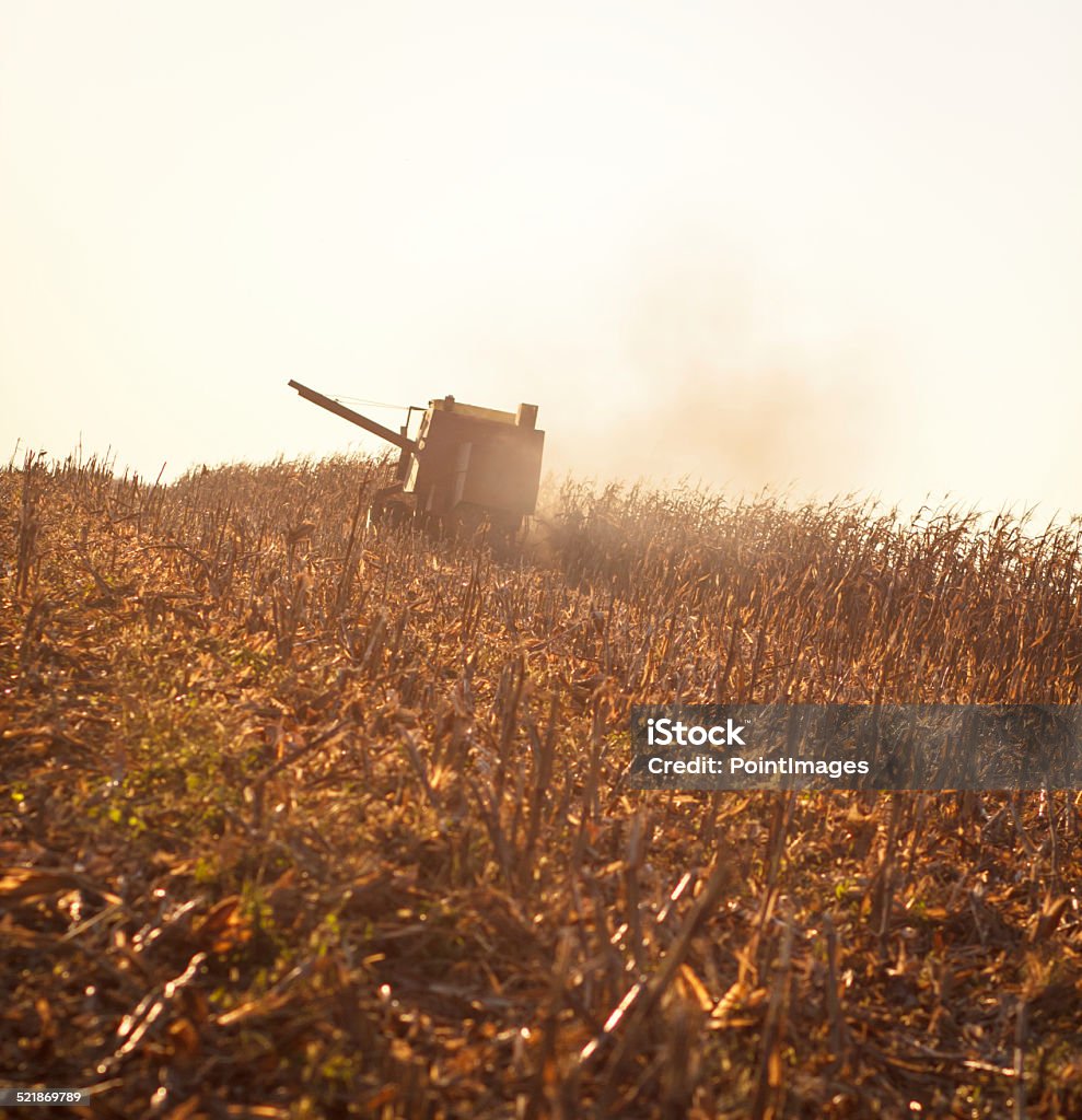 Old-fashioned combine  harvesting Rear view of a old-fashioned combine  harvesting corn at sunset. Agricultural Activity Stock Photo