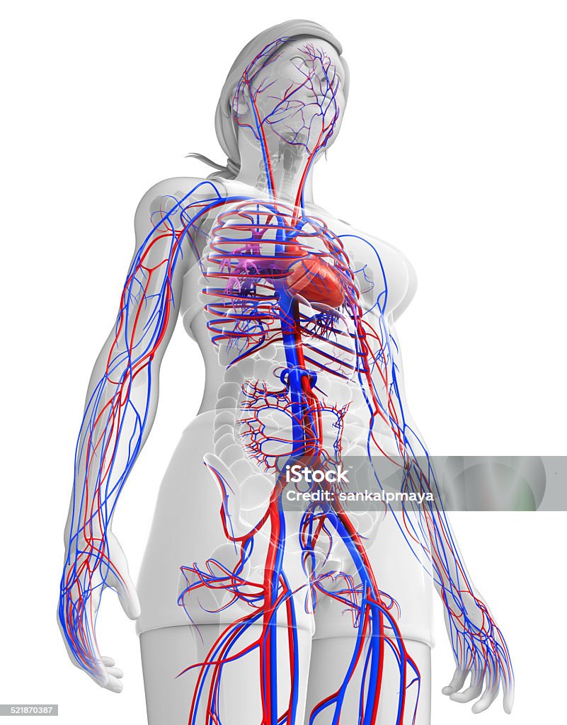 Sistema circulatório feminino - Foto de stock de Anatomia royalty-free