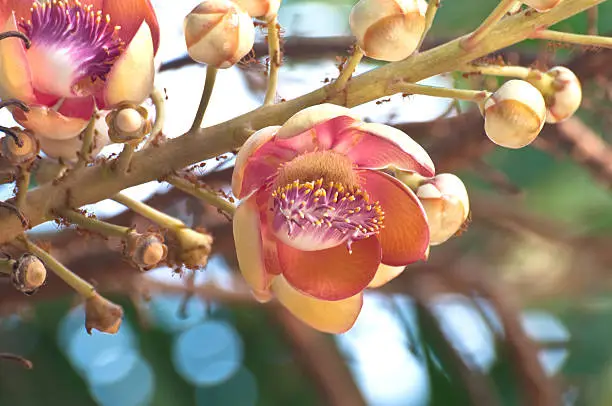 Beautiful close-up of Cannonball tree flowers (Couroupita guianensis)