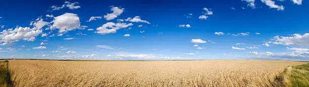 Scenic fields of golden summer wheat in Southern Alberta Canada