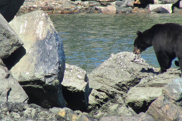 american black bear auf rocks - alexander archipelago animals in the wild one animal animal stock-fotos und bilder