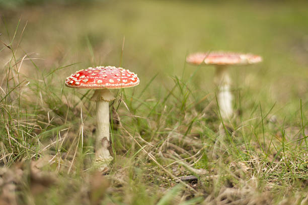 Fairy Toadstool (Fly Agaric) Two Fly Agaric or Fairy toadstools (Amanita muscaria) grow amongst grass in a the forest in Virginia Water, UK. marasmius siccus stock pictures, royalty-free photos & images