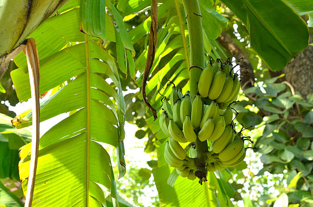 istock Bunch of bananas 521871409