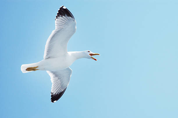 istock Sea gull in flight against blue sky 521872069