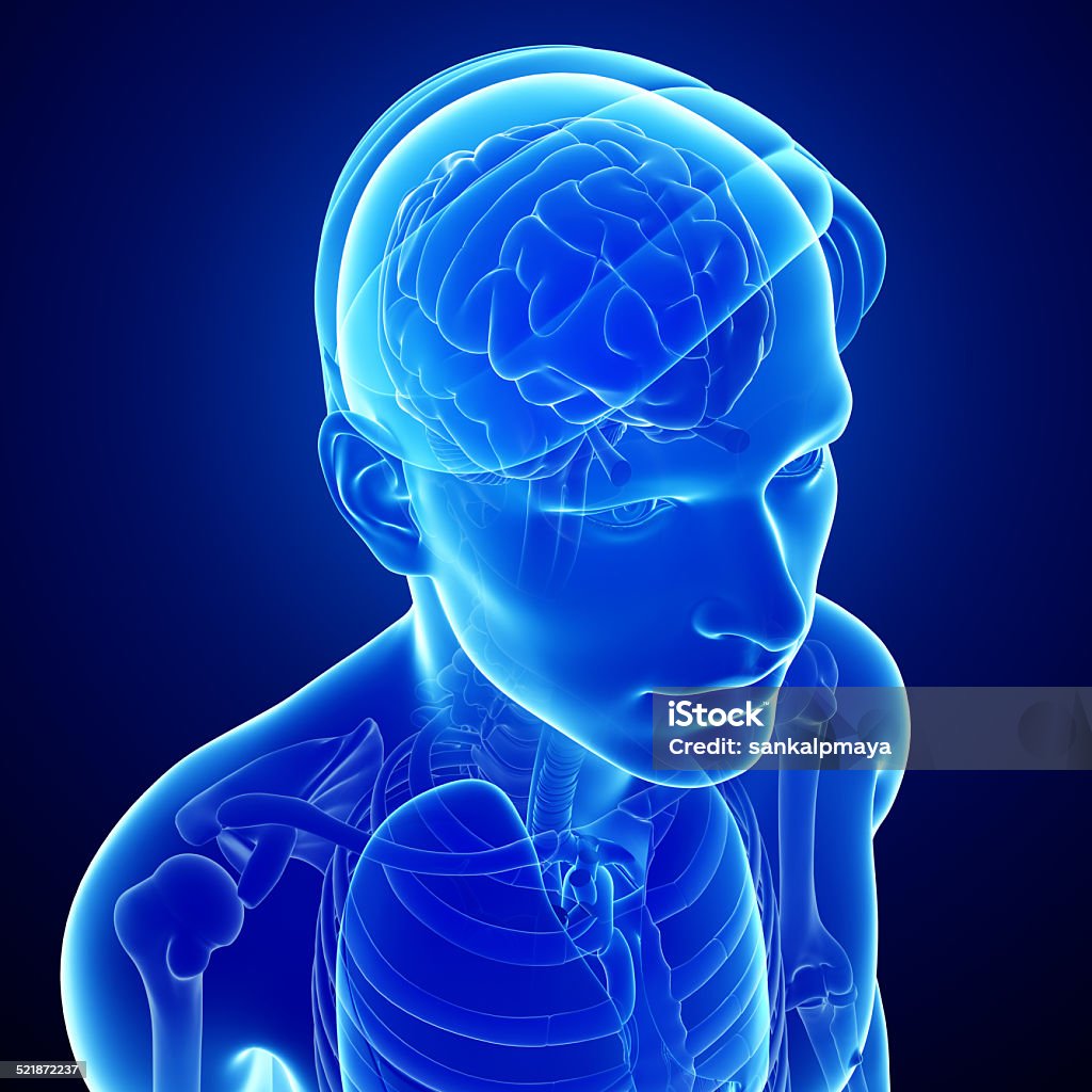 male xray brain anatomy artwork Illustration of male xray brain anatomy artwork Anatomy Stock Photo