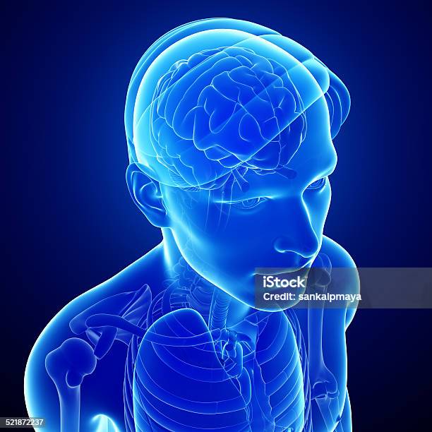 Male Xray Brain Anatomy Artwork Stock Photo - Download Image Now - Anatomy, Biomedical Illustration, Chest - Torso