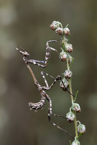 istock Empusa pennata, nymph 521872275