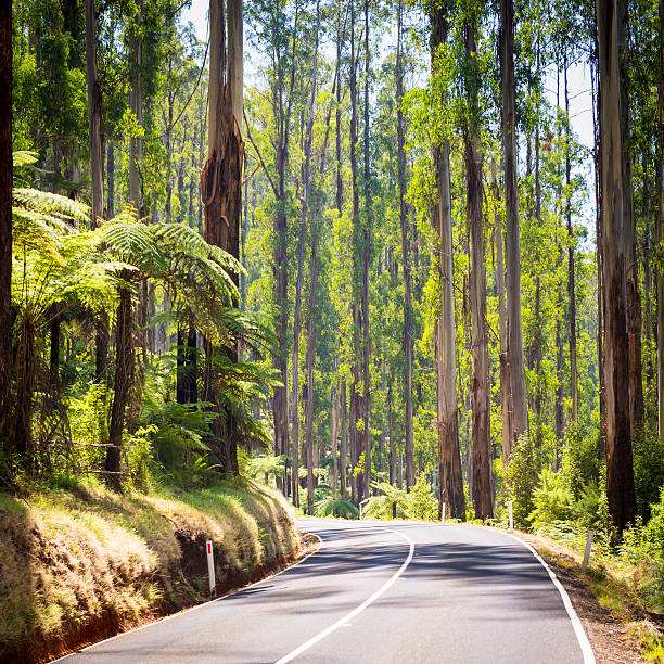 Forest Road Towering trees and tree ferns in the forest along the Black Spur in the Yarra Valley, Victoria, Australia downunder stock pictures, royalty-free photos & images