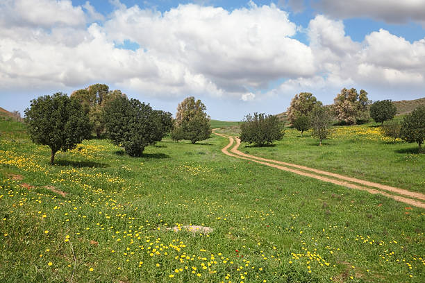 istock The road, field and small trees 521872711