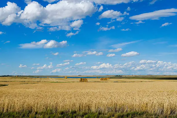 Scenic fields of golden summer wheat in Southern Alberta Canada
