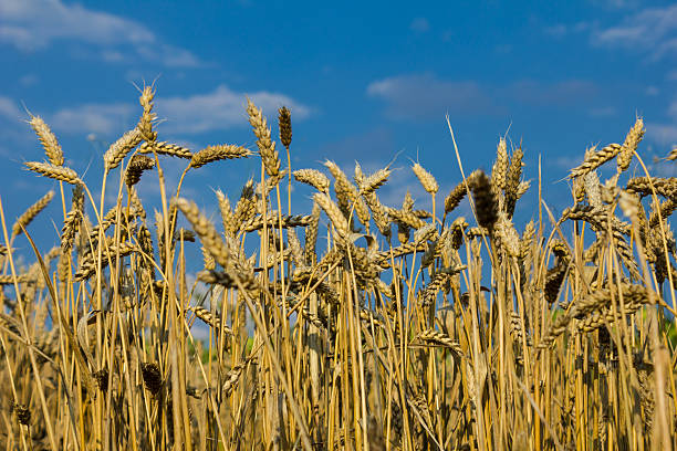 istock Wheat field against the blue sky. 521875053