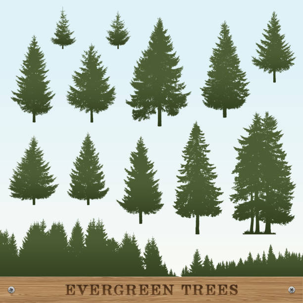 bildbanksillustrationer, clip art samt tecknat material och ikoner med evergreen tree silhouettes - städsegrönt träd