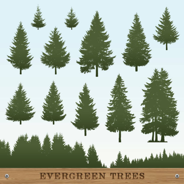 Evergreen Tree Silhouettes Set of pine tree silhouettes. Please take a look at other works of mine linked bellow. pine trees silhouette stock illustrations