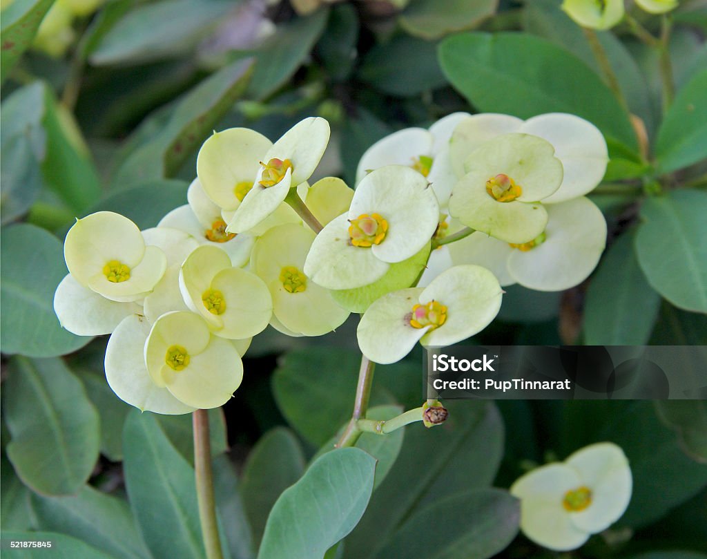 Euphorbia Milii flower plant Crown - Headwear Stock Photo