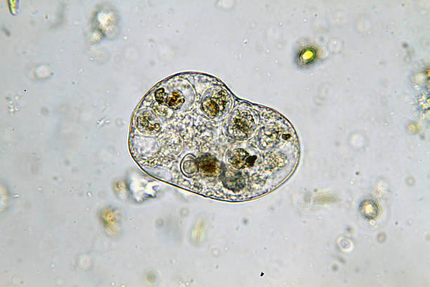 microorgamism парамеция - paramecium стоковые фото и изображения