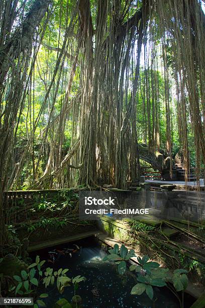 Monkey Forest Scenery Stock Photo - Download Image Now - Ape, Forest, Monkey