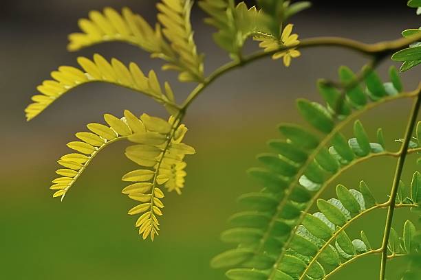 istock curves of gold 521887921