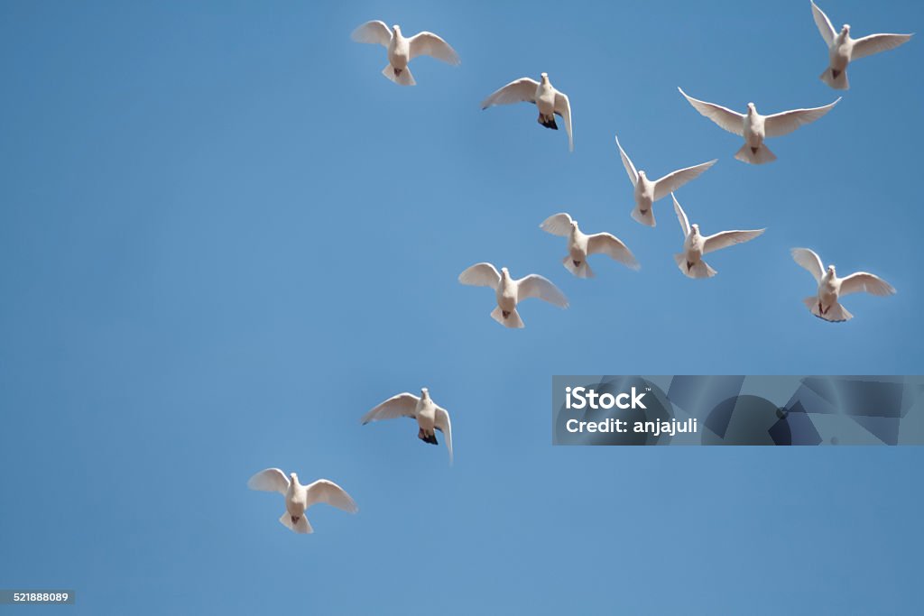 White pigeons fly in the symbol cross White doves fly in the symbol cross Dove - Bird Stock Photo