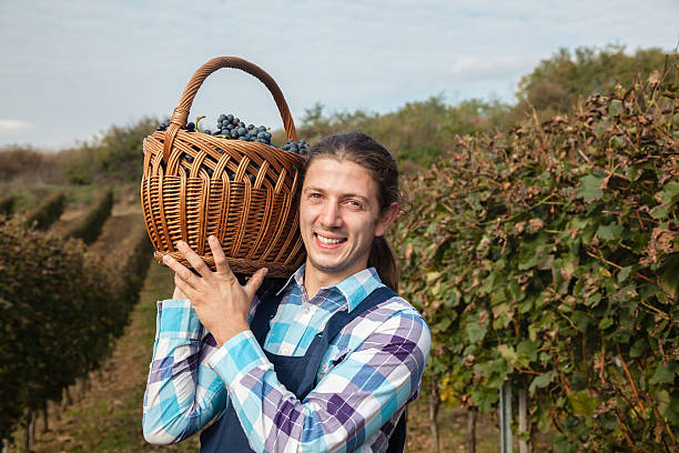 istock Farmer Carrying Basket Full Of Grapes 521888289