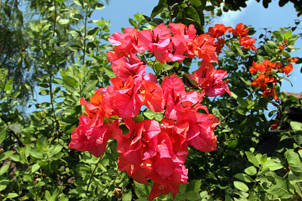 istock Indonesia: Beautiful Red Flowers 521888339