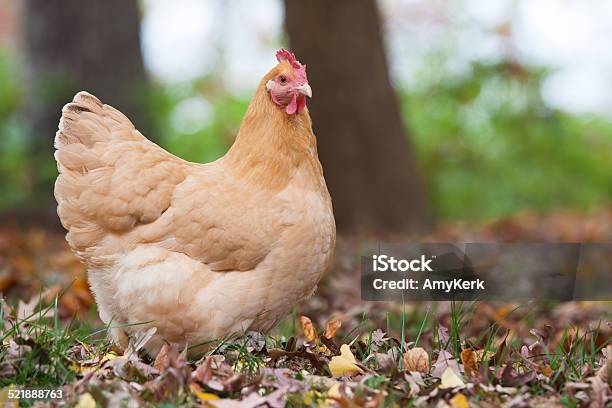Nahaufnahme Des Hen Im Wald Stockfoto und mehr Bilder von Agrarbetrieb - Agrarbetrieb, Blatt - Pflanzenbestandteile, Bunt - Farbton