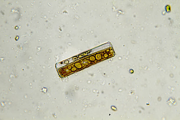 pinnularia diatomácea - algae diatom high scale magnification micro organism imagens e fotografias de stock