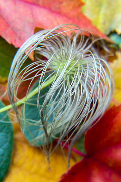 istock Beautiful autumn leaves with multiple colours 521890815