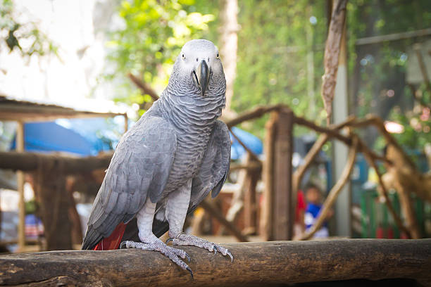 istock the macaw portrait on the branch 521891235