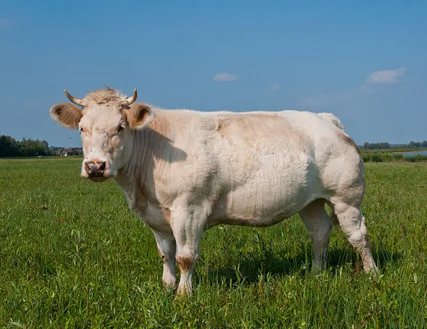 White cow is posing in grassland of National Park De Biesbosch in the Netherlands