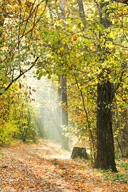 istock sunbeams lit footpath in autumn forest 521893613