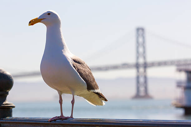 istock San Francisco seagull Bay bridge at Pier 7 California 521893845