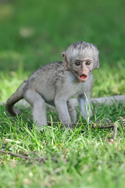 istock Baby Vervet Monkeys 521894573