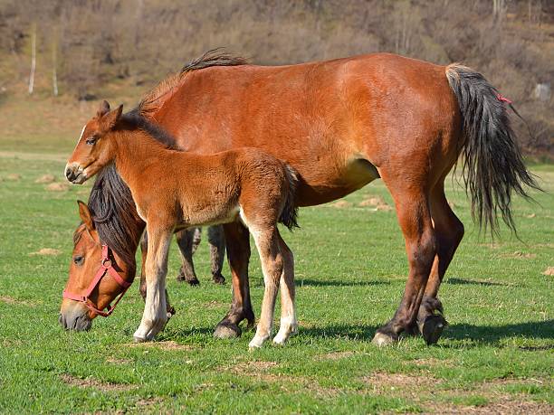 istock Foal with a mare on a summer pasture 521894685