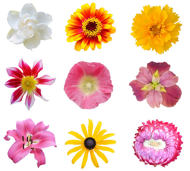 istock Collection set of Flower heads 521895403