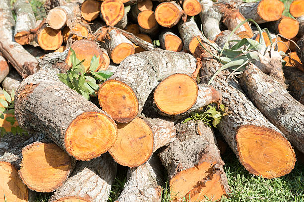 istock Stack of Cedar Timbers, Felling of Trees 521895541